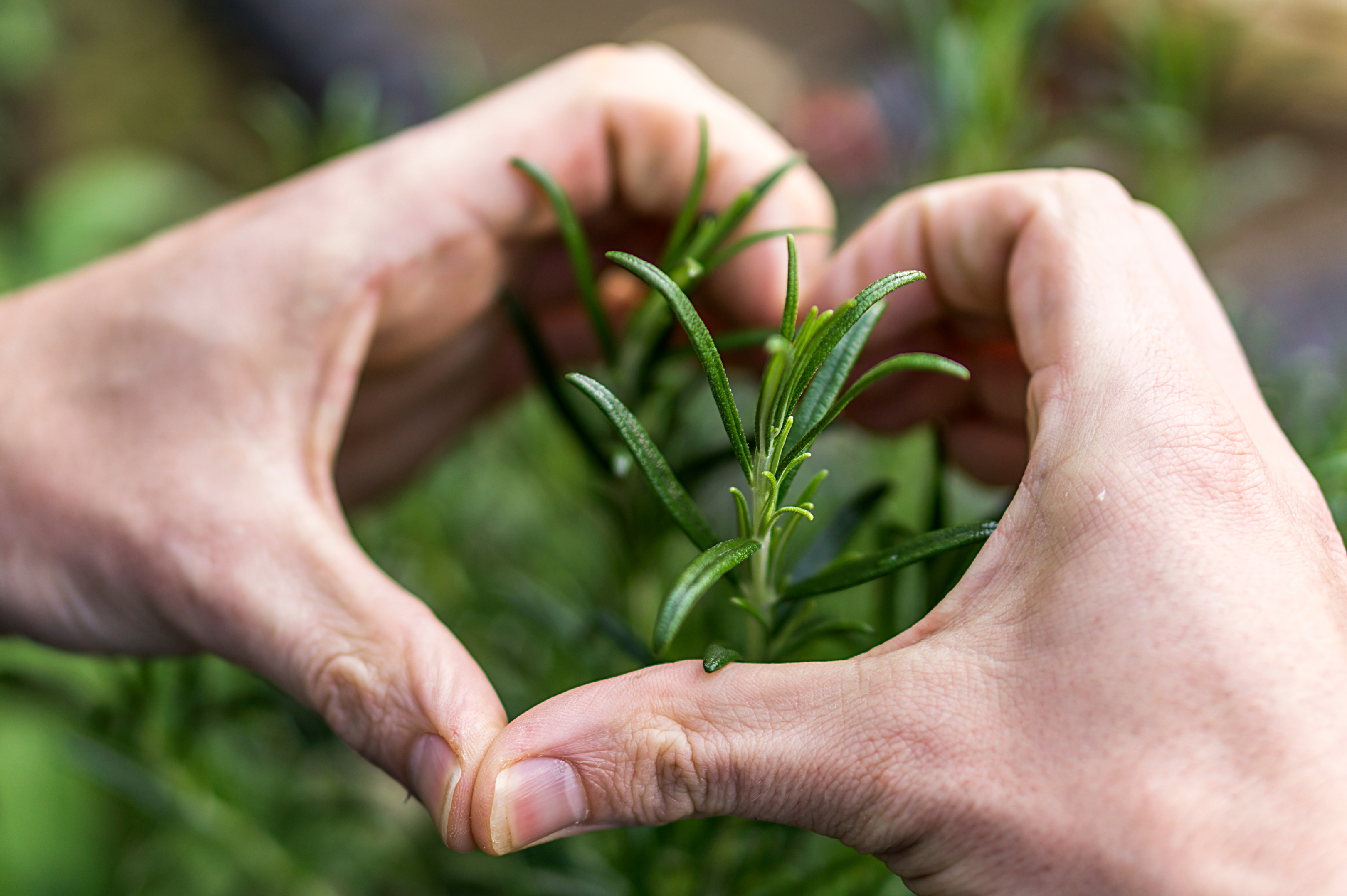 Bylinky - zdravý životní styl