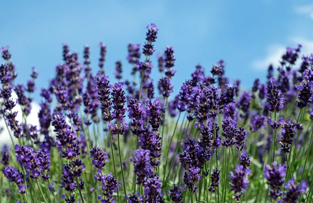ATOK Zklidňující krém Levandule 50ml