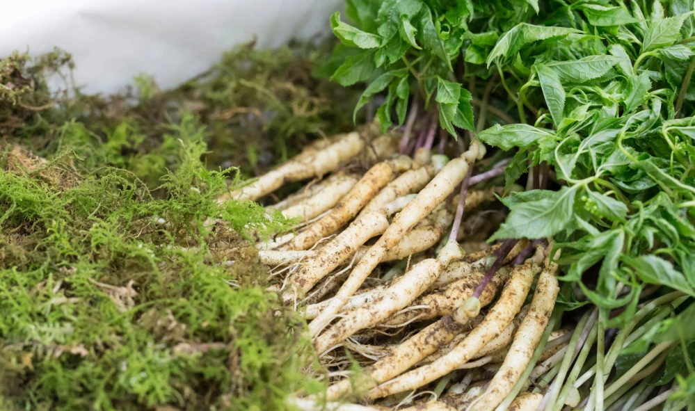 ATOK Regenerační krém Ženšen